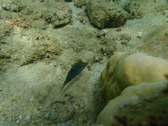 Canthigaster solandri
