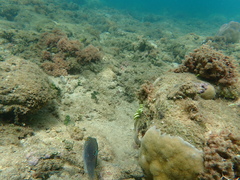Canthigaster solandri