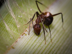 Camponotus nicobarensis