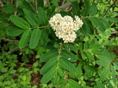 Sorbus sitchensis grayi