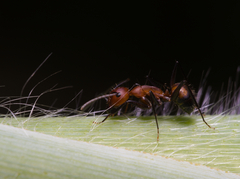 Camponotus nicobarensis