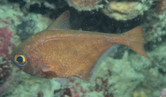 Pempheris adusta