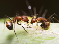 Camponotus nicobarensis