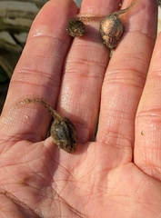 Rana longicrus