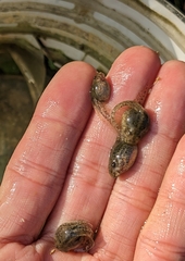 Rana longicrus