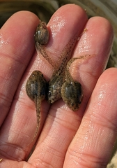 Rana longicrus