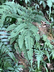 Pteris kawabatae