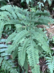 Pteris kawabatae