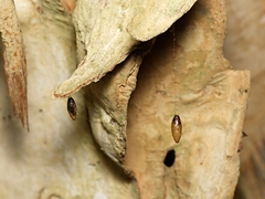 Meteorus pulchricornis