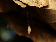 Meteorus pulchricornis