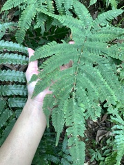 Pteris kawabatae