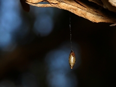 Meteorus pulchricornis