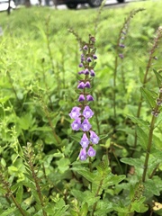 Scutellaria barbata