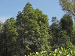 Cyrtophyllum fragrans