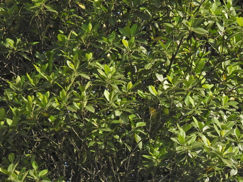 Image of Cyrtophyllum fragrans by (c) Samuel Lee, some rights reserved (CC BY)