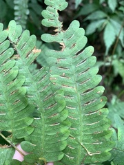 Pteris kawabatae