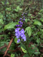 Scutellaria barbata