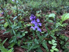 Scutellaria barbata