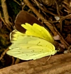 Eurema hecabe