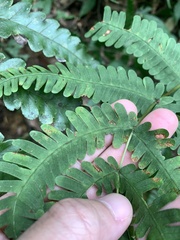 Pteris kawabatae