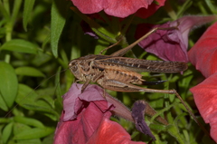 Platycleis