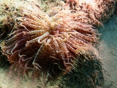 Boloceroides