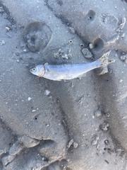 Aldrichetta forsteri