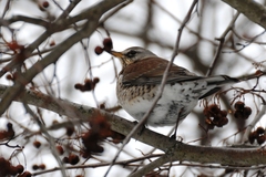 Turdus pilaris