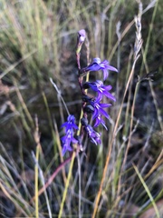 Lobelia gibbosa