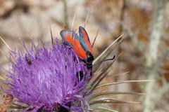 Zygaena punctum