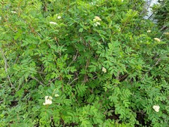 Sorbus sitchensis grayi