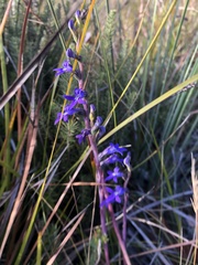 Lobelia gibbosa