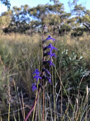 Lobelia gibbosa