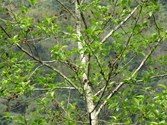 Alnus formosana