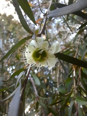 Leptospermum morrisonii