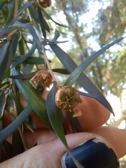 Leptospermum morrisonii