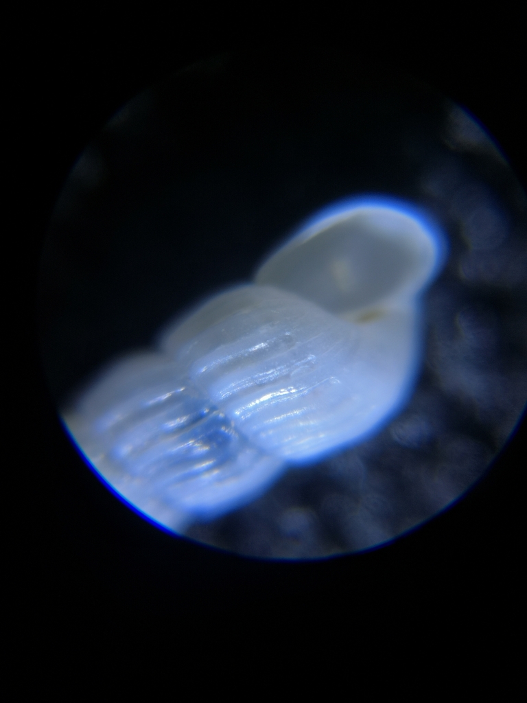 Turbonilla osyuensis