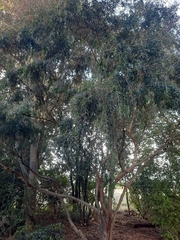 Leptospermum morrisonii