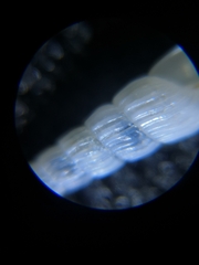 Turbonilla osyuensis