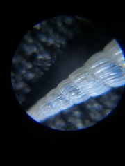 Turbonilla osyuensis