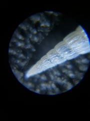 Turbonilla osyuensis