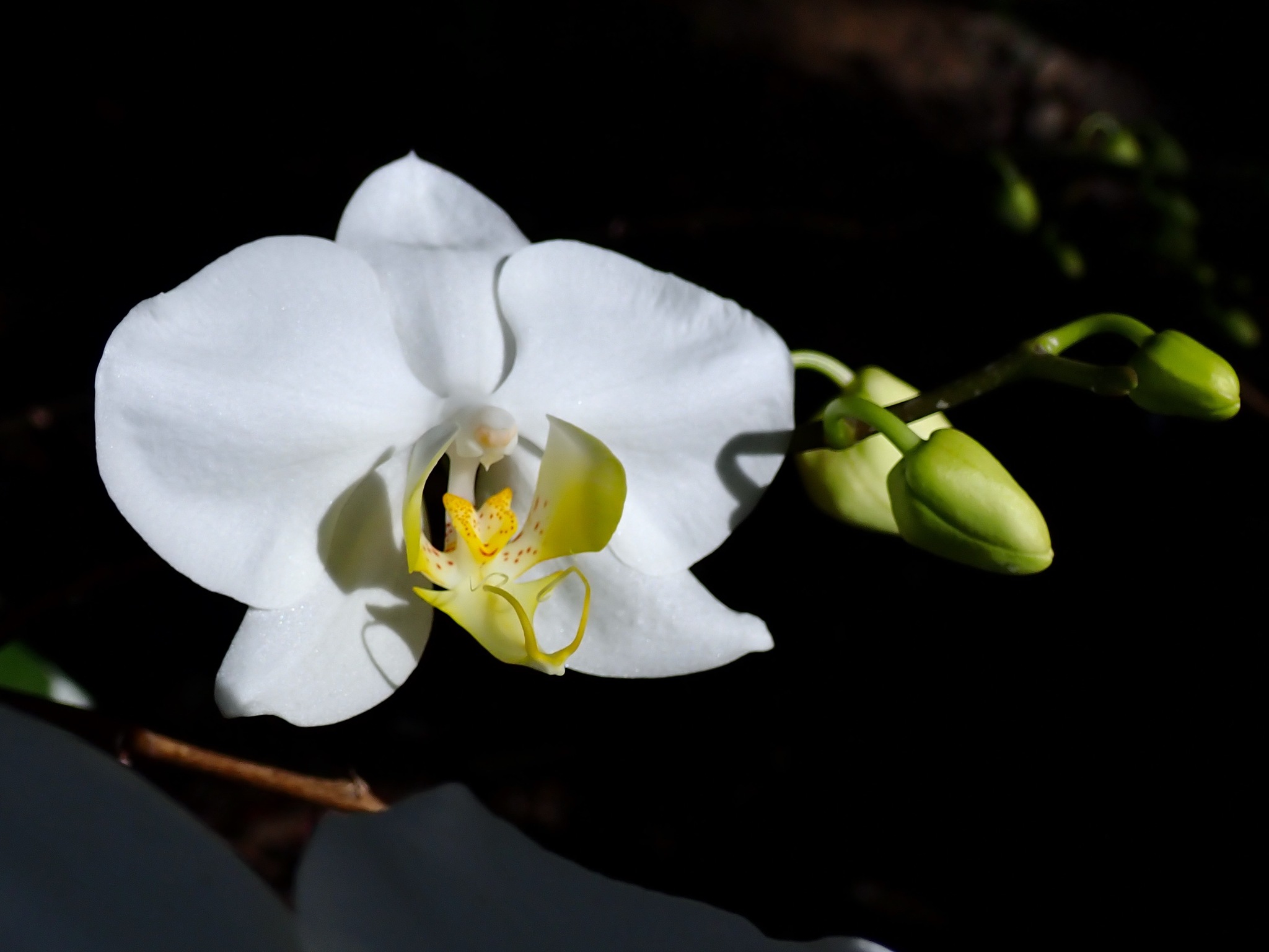 Imagem de Orquídea borboleta