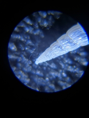 Turbonilla osyuensis