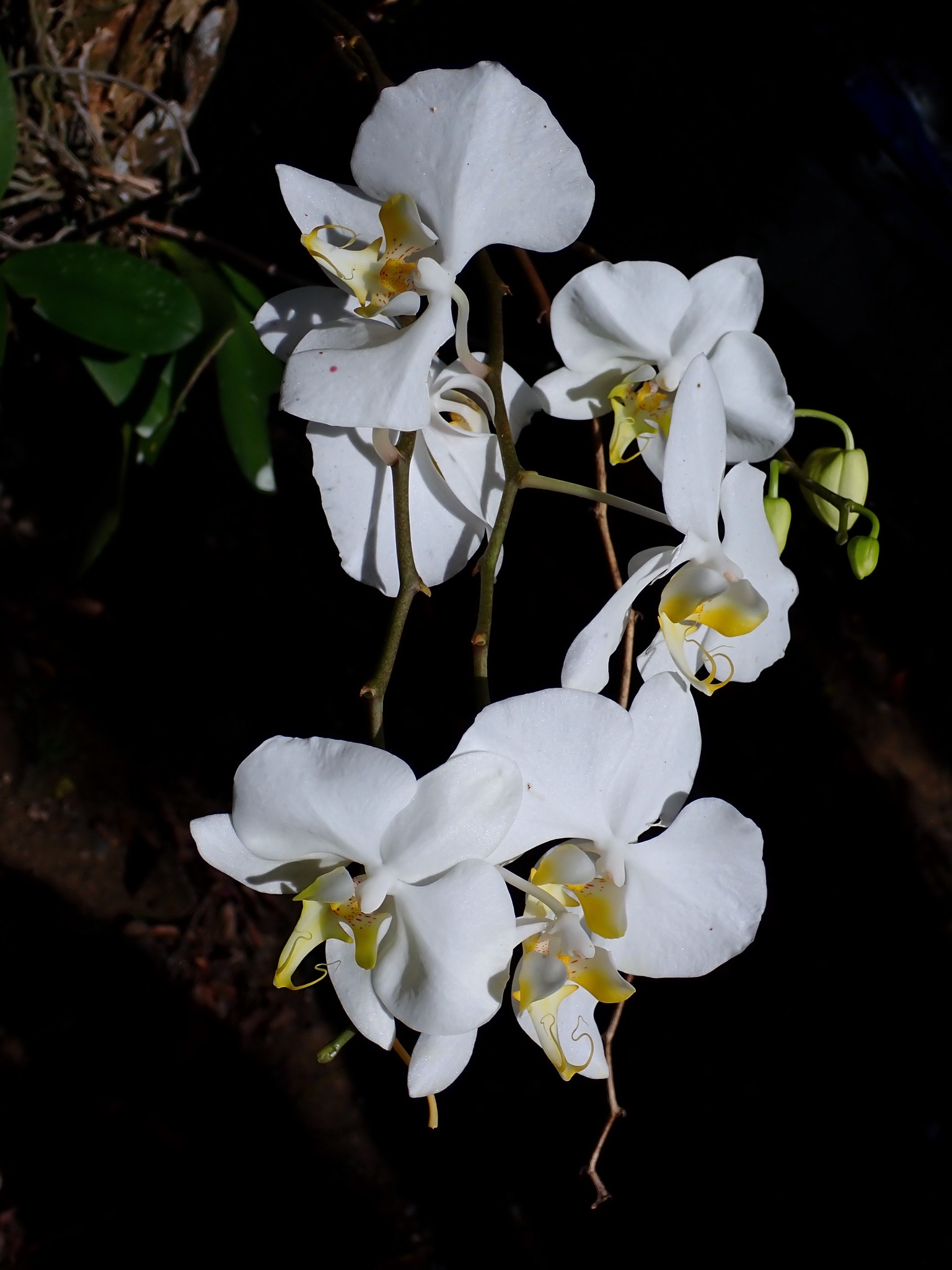 Imagem de Orquídea borboleta
