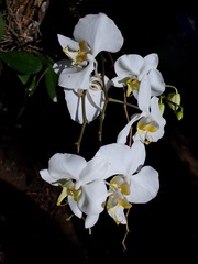Phalaenopsis