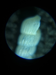 Turbonilla osyuensis