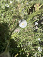 Convolvulus virgatus