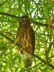 Ninox scutulata borneensis