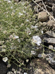 Convolvulus virgatus