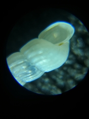 Turbonilla osyuensis